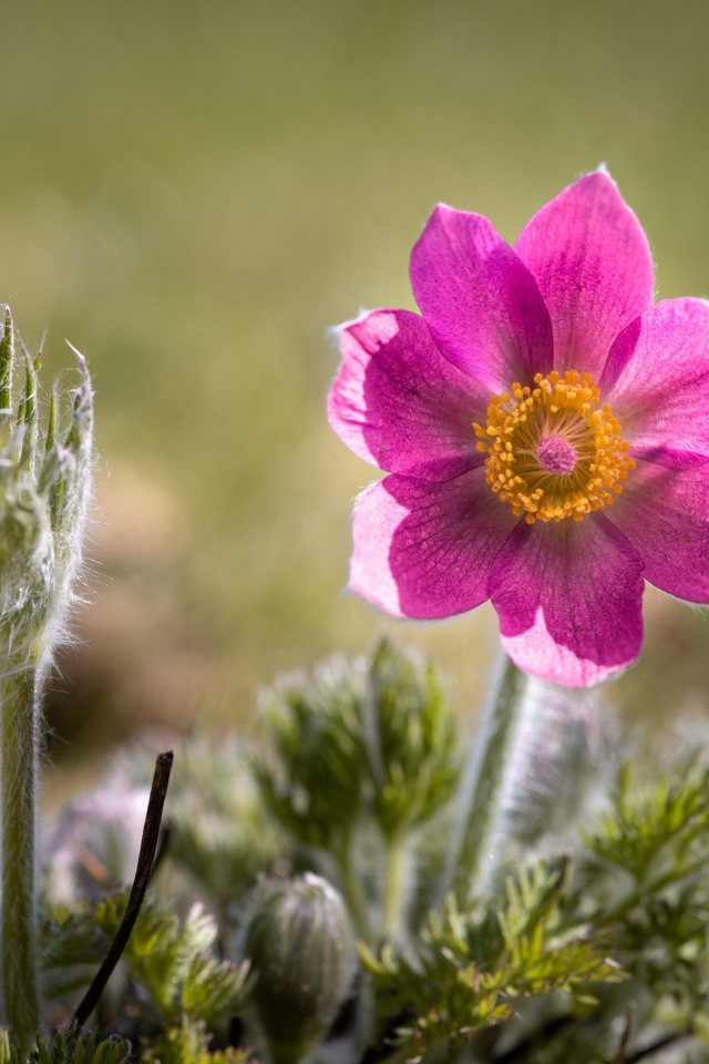 Сиреневый цветок прострел с бутонами на поле 