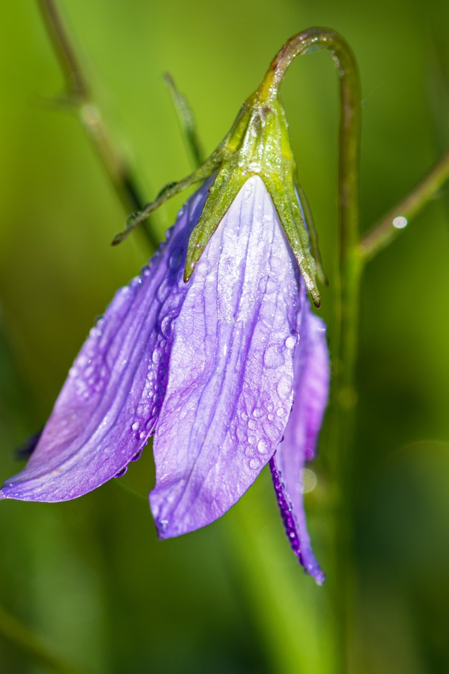 Сиреневый цветок колокольчик в каплях росы