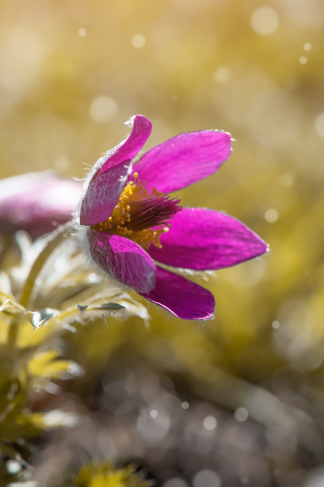 Сиреневый цветок прострела в поле 