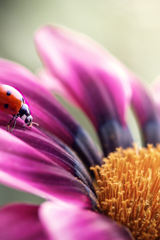 Сиреневый цветок остеоспермум с божьей коровкой на лепестке 