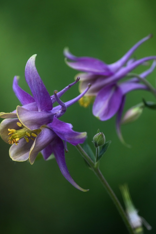 Сиреневые цветы водосбор крупным планом