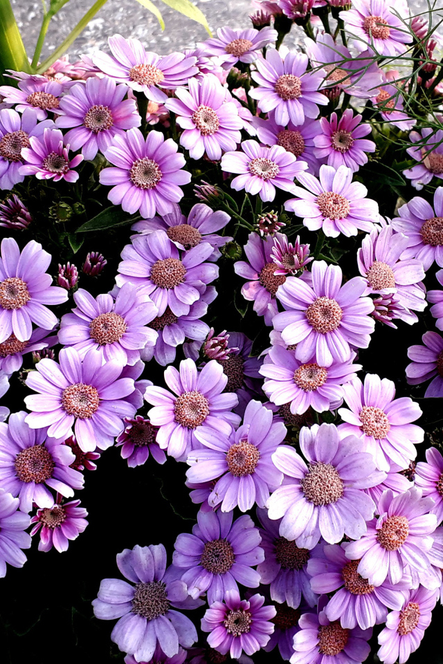 Сиреневые цветы цинерария в кашпо 