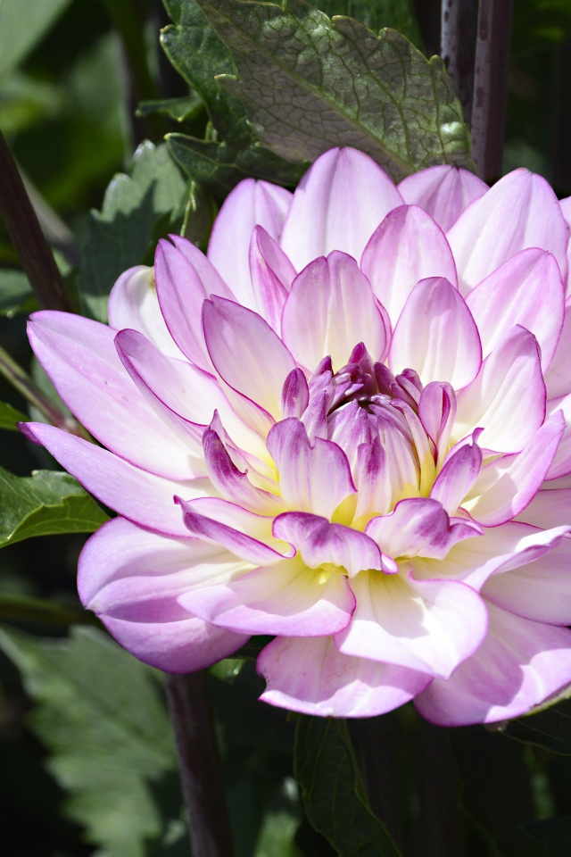 Сиреневый цветок садовой георгины в зеленых листьях 