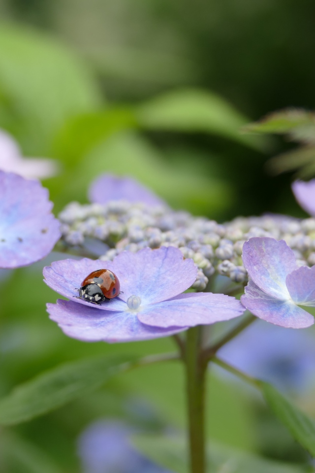 Сиреневые цветы гортензии с божьей коровкой 