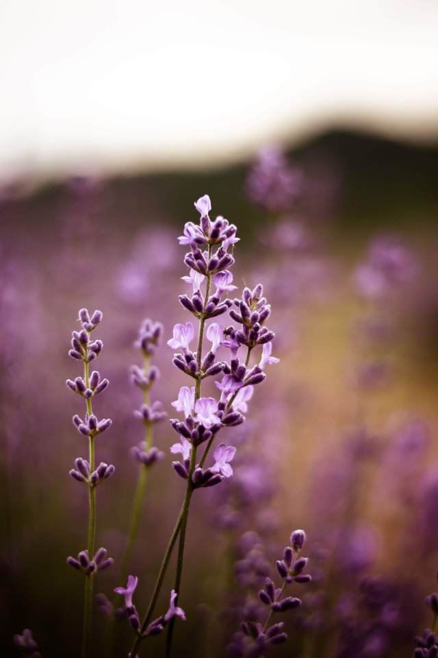 Сиреневые цветы лаванды крупным планом 