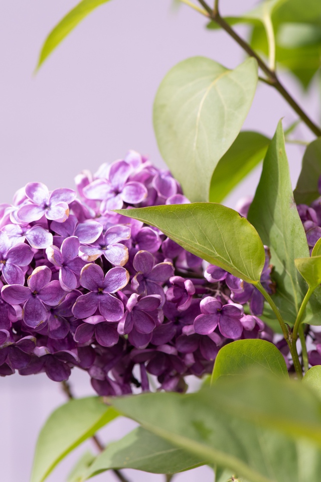 Сиреневые цветы сирени в зеленых листьях крупным планом