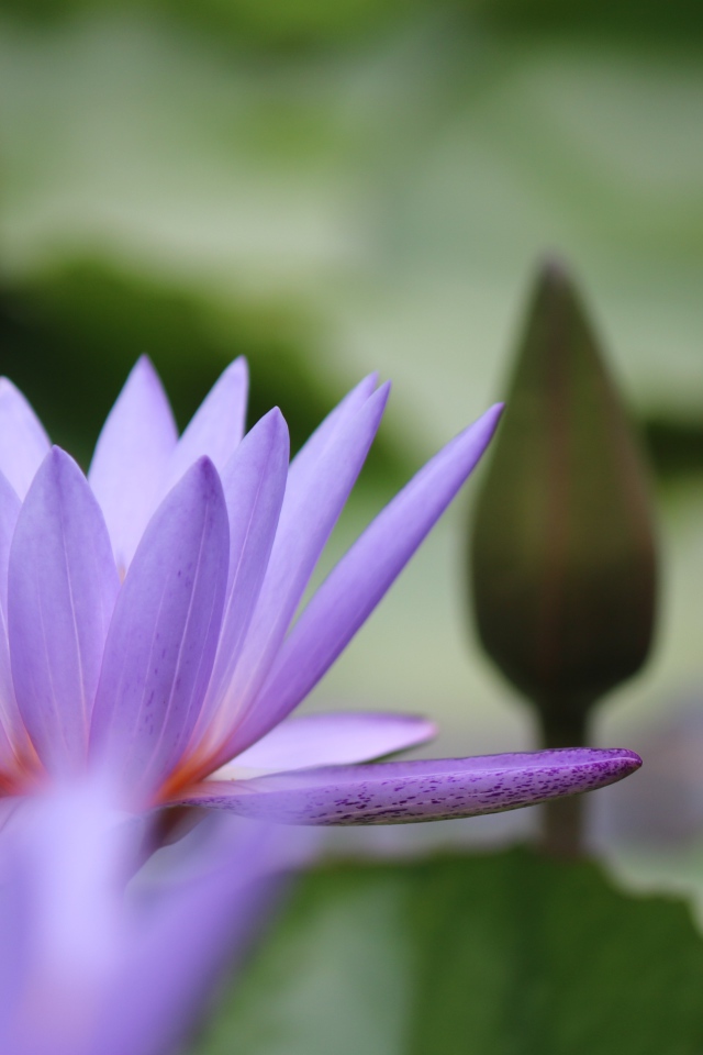 Сиреневый цветок лотоса с бутоном в воде