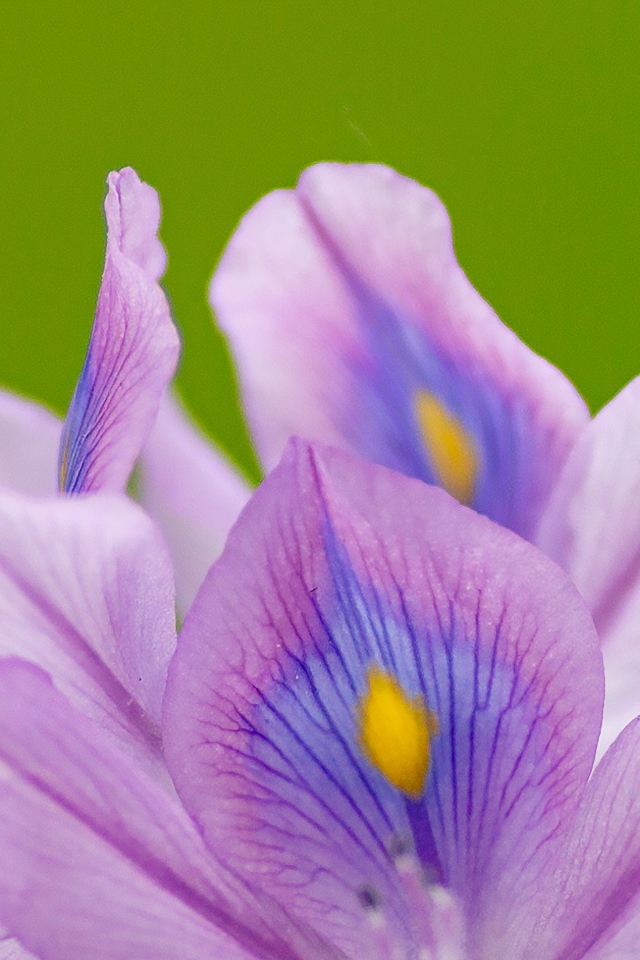 Сиреневые лепестки цветка ириса на зеленом фоне 