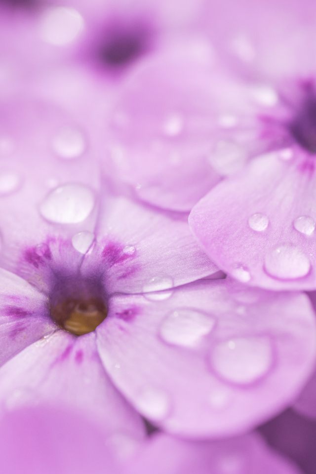 Сиреневые цветы флоксы в каплях росы крупным планом