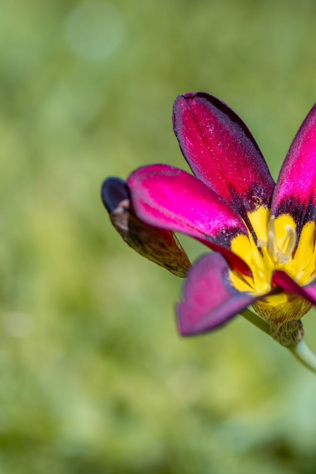 Сиреневый цветок спараксис  крупным планом