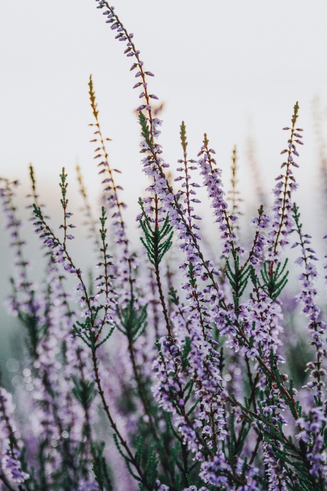 Сиреневые полевые цветы крупным планом