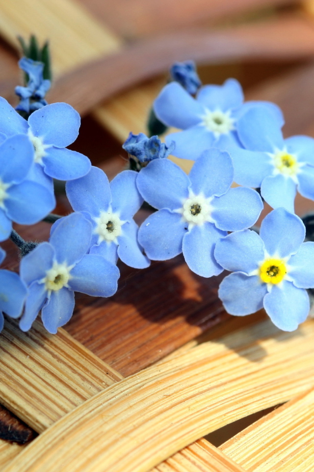 Маленькие синие цветы незабудки лежат на плетеной корзине