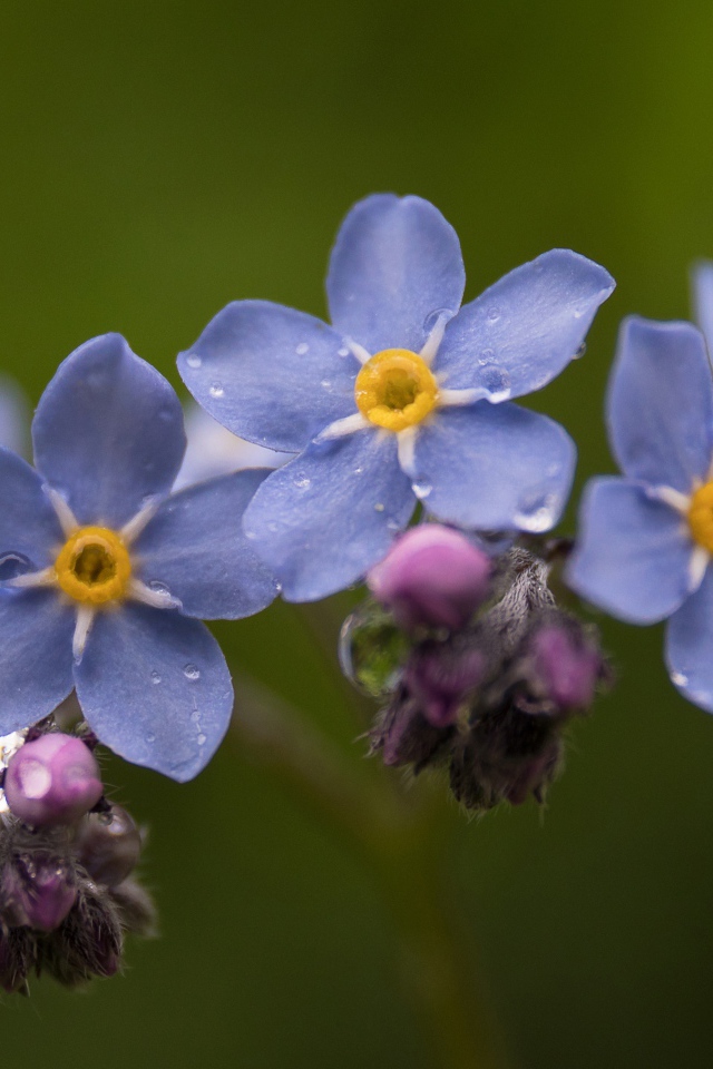 Маленькие синие незабудки крупным планом
