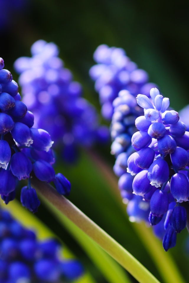 Маленькие синие цветы мускари в лучах солнца