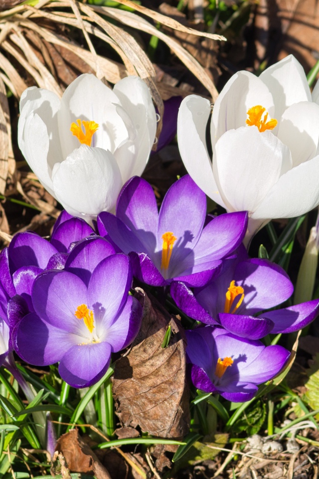 Маленькие сиреневые и белые крокусы в траве 