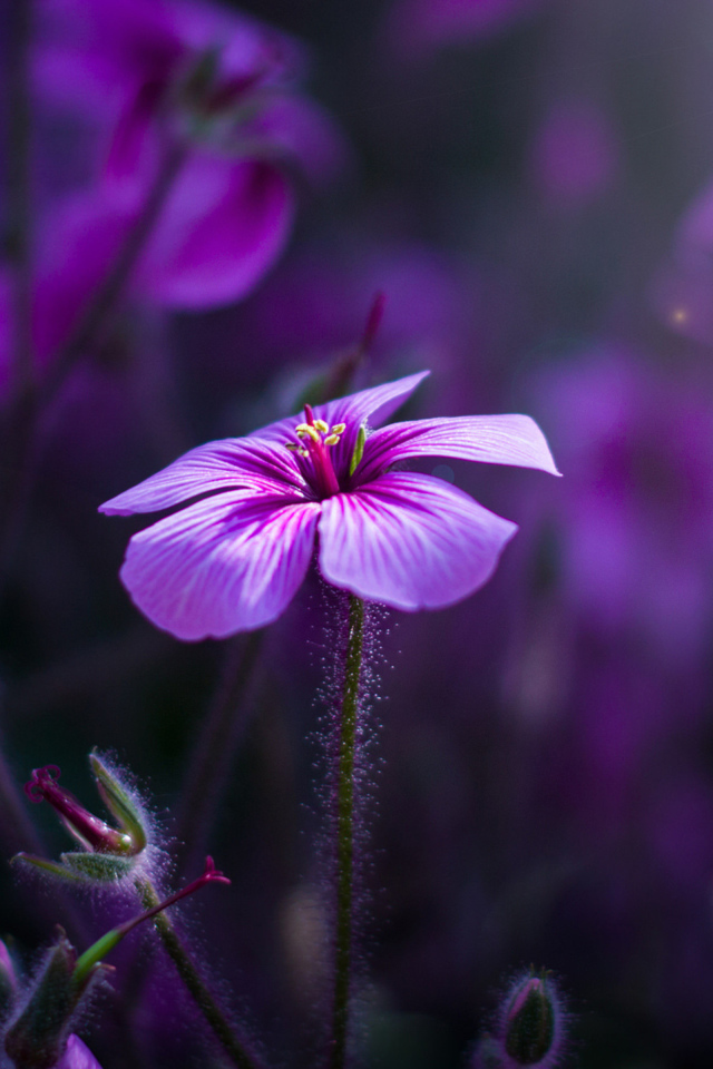 Маленькие сиреневые цветы в поле 