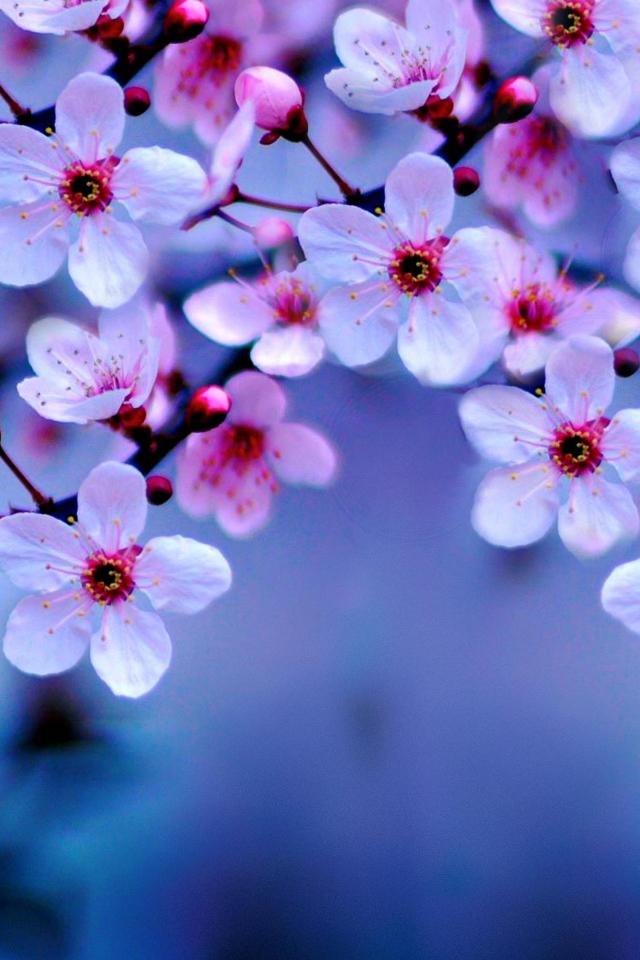 Маленькие розовые цветы на ветке дерева весной 