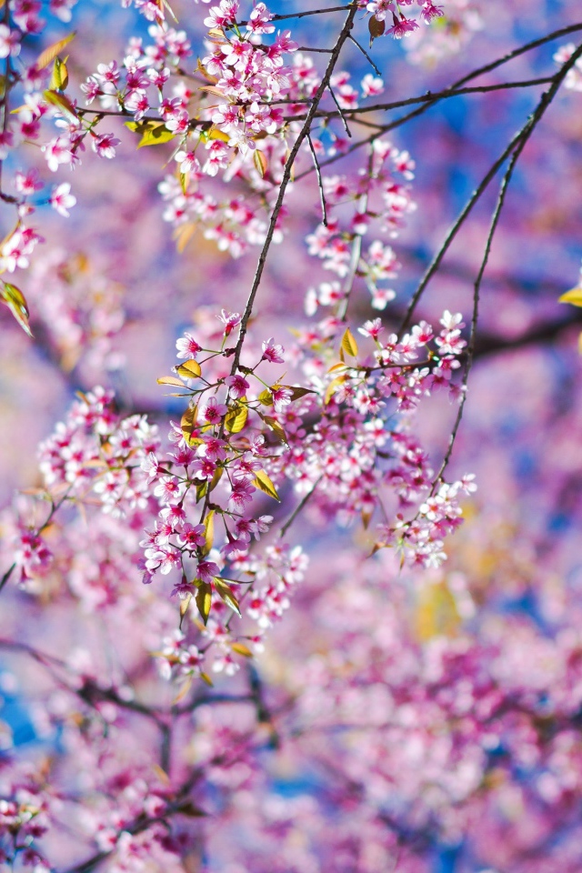 Маленькие розовые цветы сакуры на ветках в лучах солнца