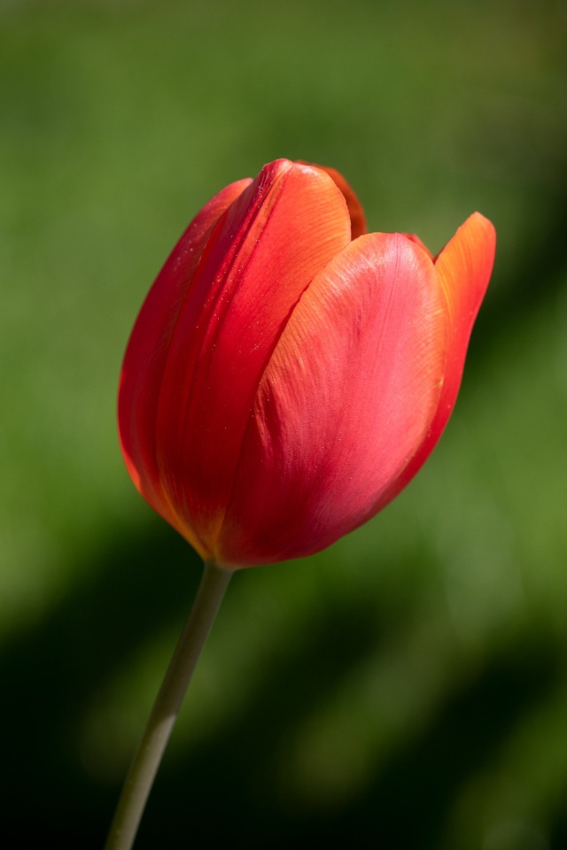 Одинокий красный тюльпан на зеленом фоне