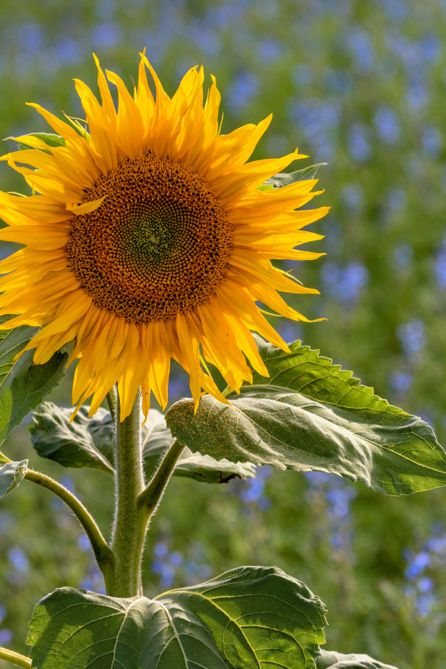Одинокий подсолнух на поле с голубыми цветами