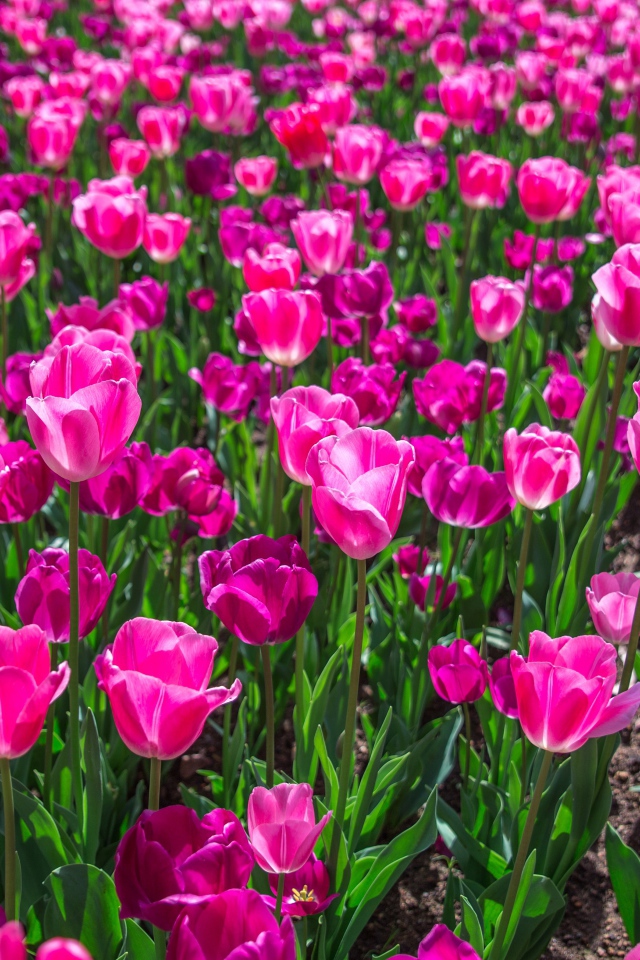 Много красивых розовых тюльпанов на клумбе весной 