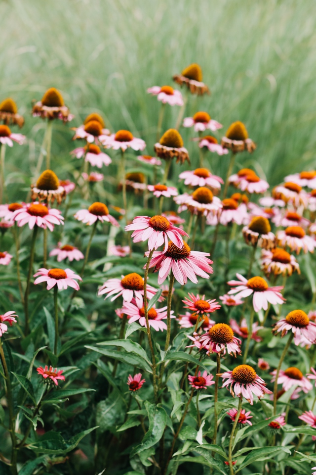 Много розовых цветов эхинацеи 