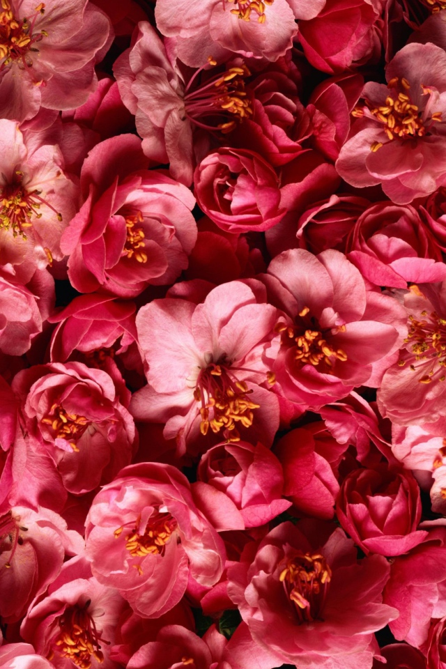 Много розовых цветов крупным планом 