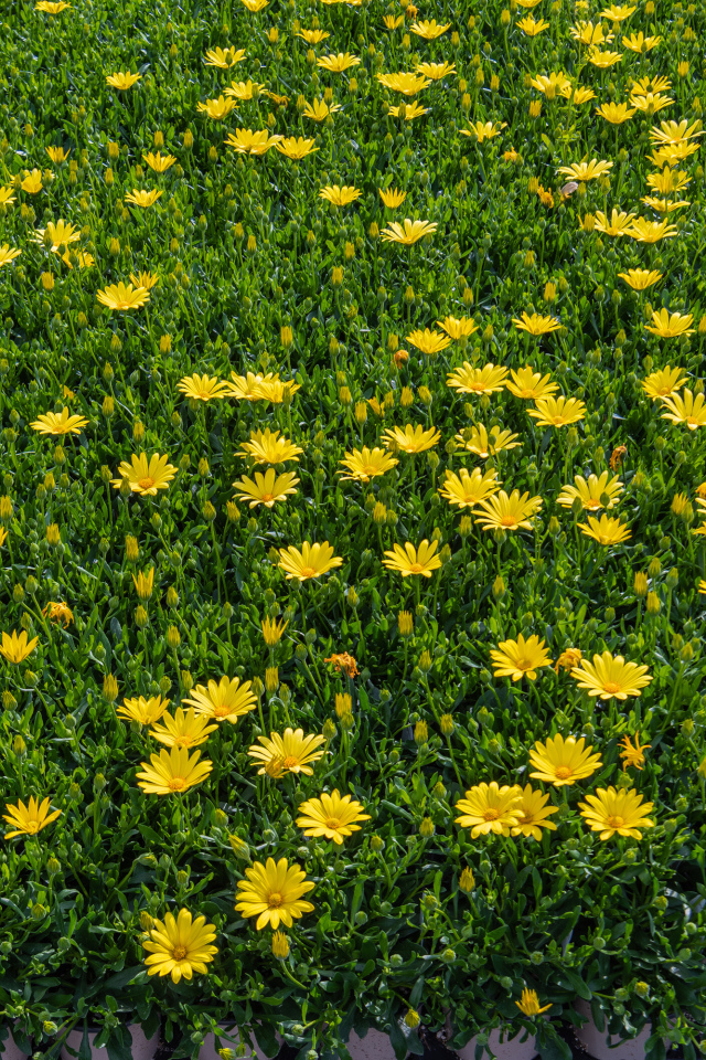 Много мелких желтых цветов крупным планом