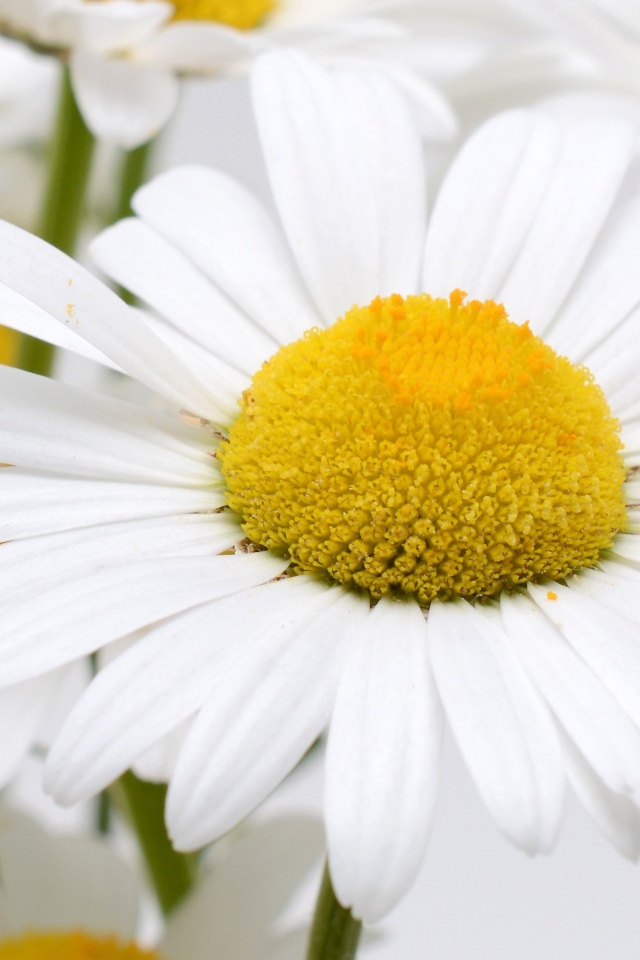 Много белых ромашек с желтой серединкой крупным планом