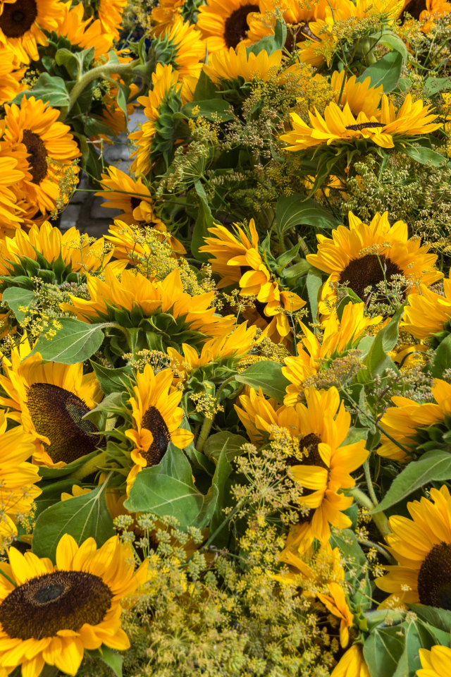 Много желтых цветущих подсолнухов