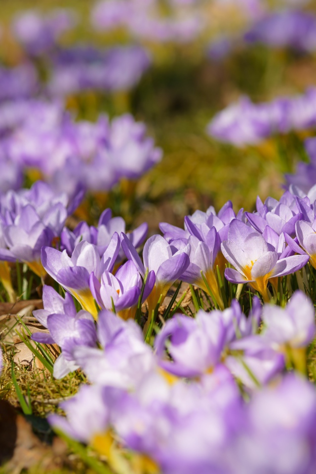 Много красивых сиреневых цветов крокуса на поляне