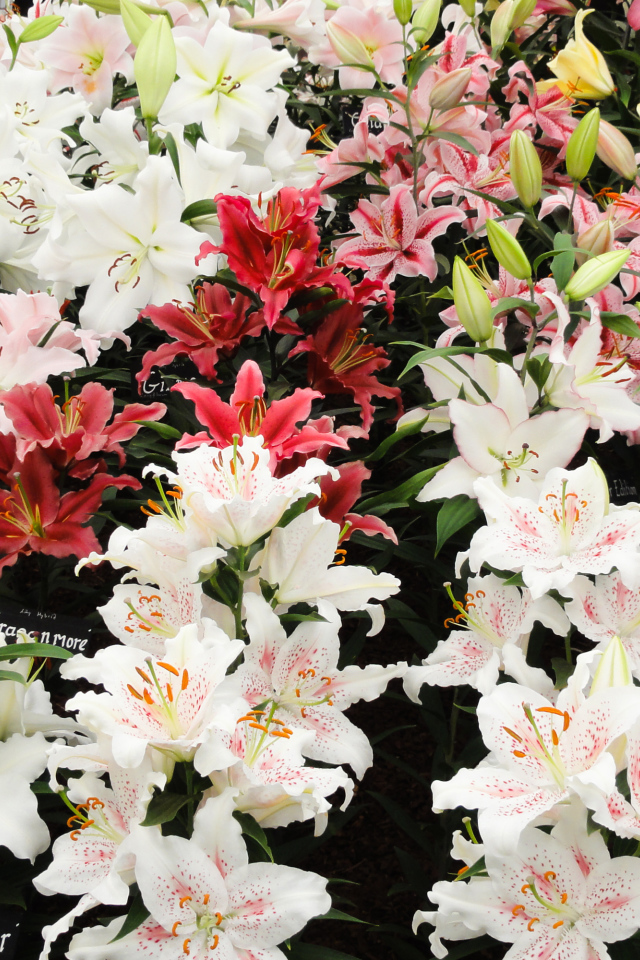 Много красивых разноцветных цветом лилии 