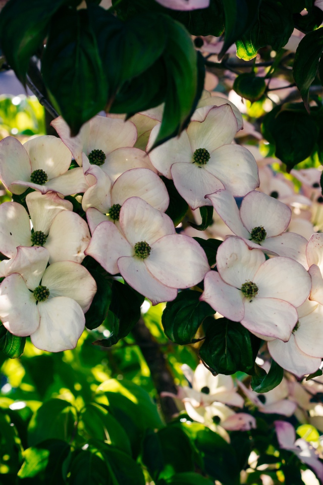 Много красивых розовых цветов на ветке дерева 