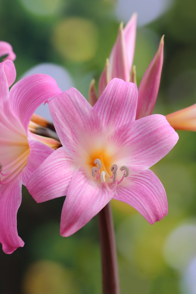 Много красивых розовых цветов лилии