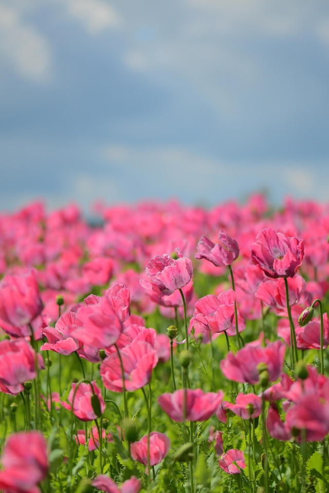 Много красивых розовых маков на поле