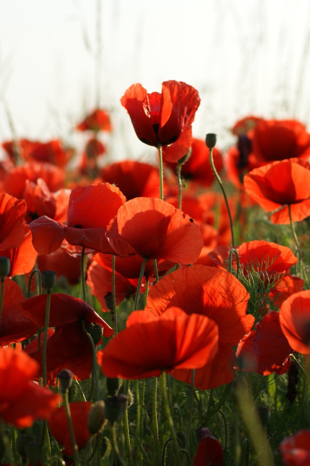 Много красивых красных полевых маков 