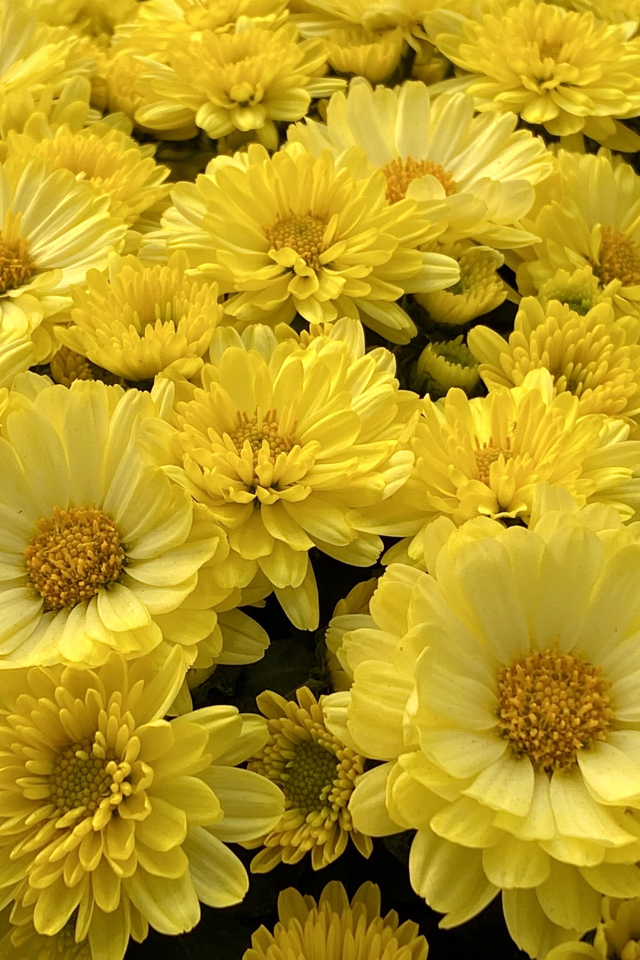 Много красивых желтых цветов хризантемы 