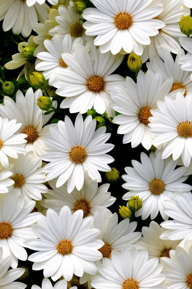 Много нежных белых цветов ромашковидной хризантемы крупным планом