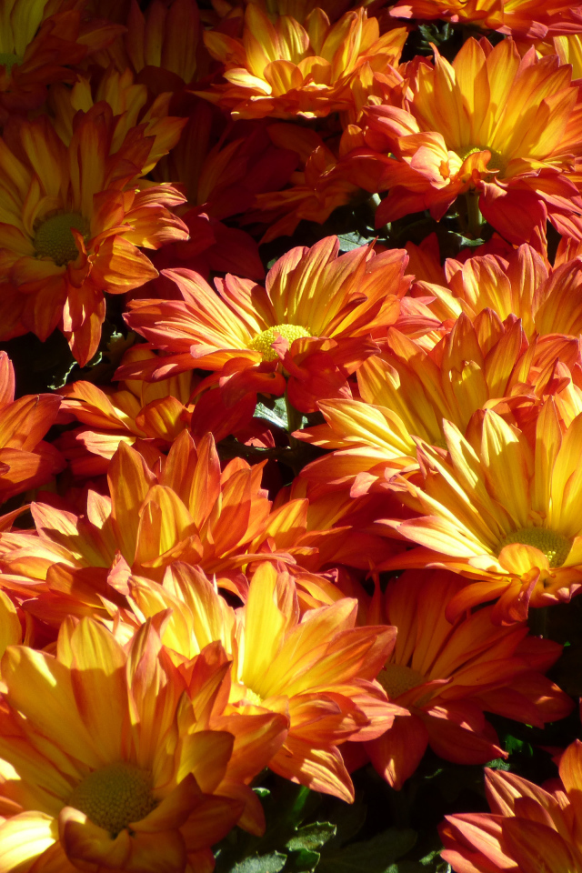 Много крупных оранжевых хризантем на клумбе