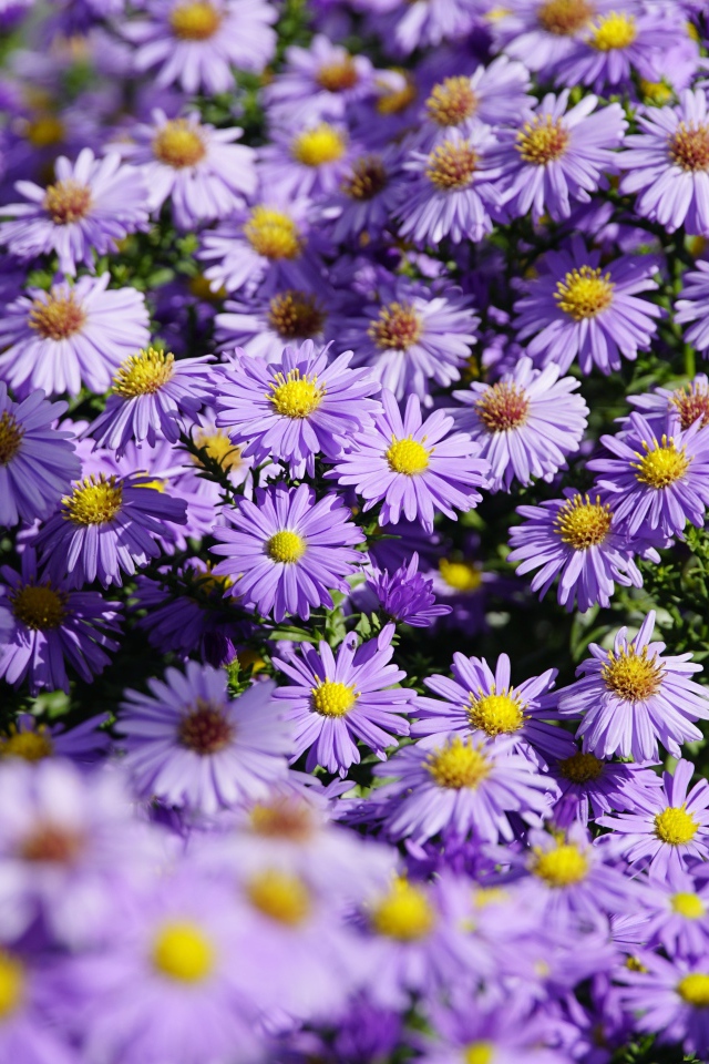 Много сиреневых цветов сентябринки в лучах солнца