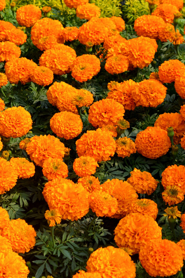Много оранжевых цветов бархатцев крупным планом