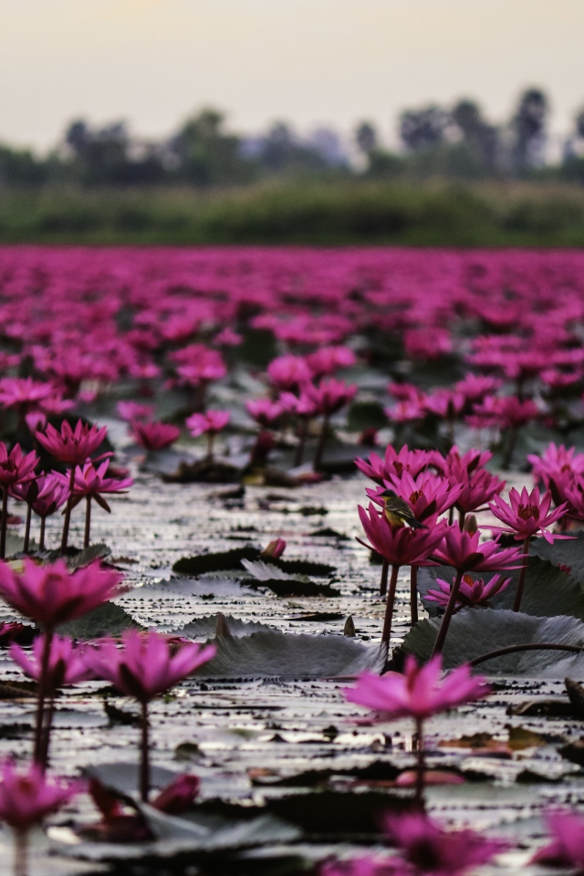 Много розовых цветов лотоса в пруду 