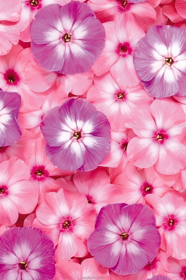 Много розовых цветов флоксы крупным планом