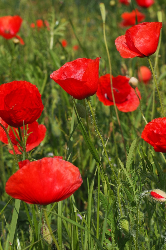 Many red field poppies with buds in green grass