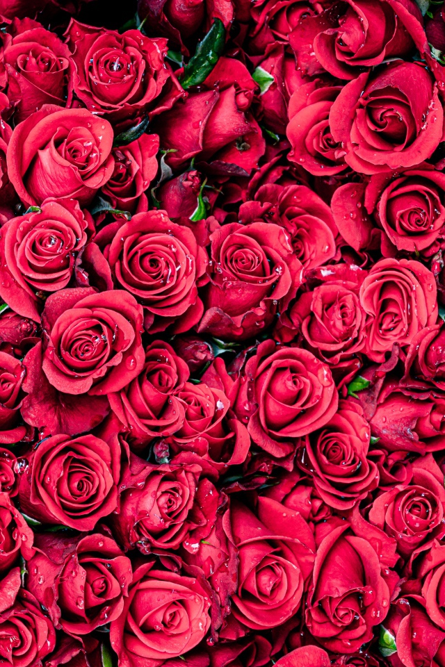 Много красных цветков розы крупным планом