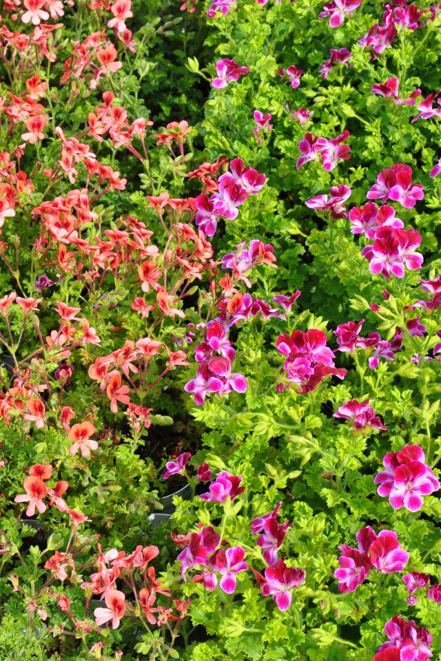 Много мелких цветов пеларгонии с зелеными листьями