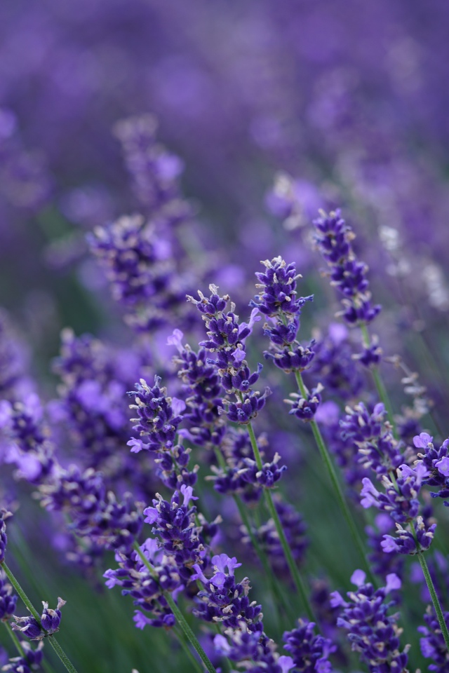 Много мелких цветов лаванды крупным планом