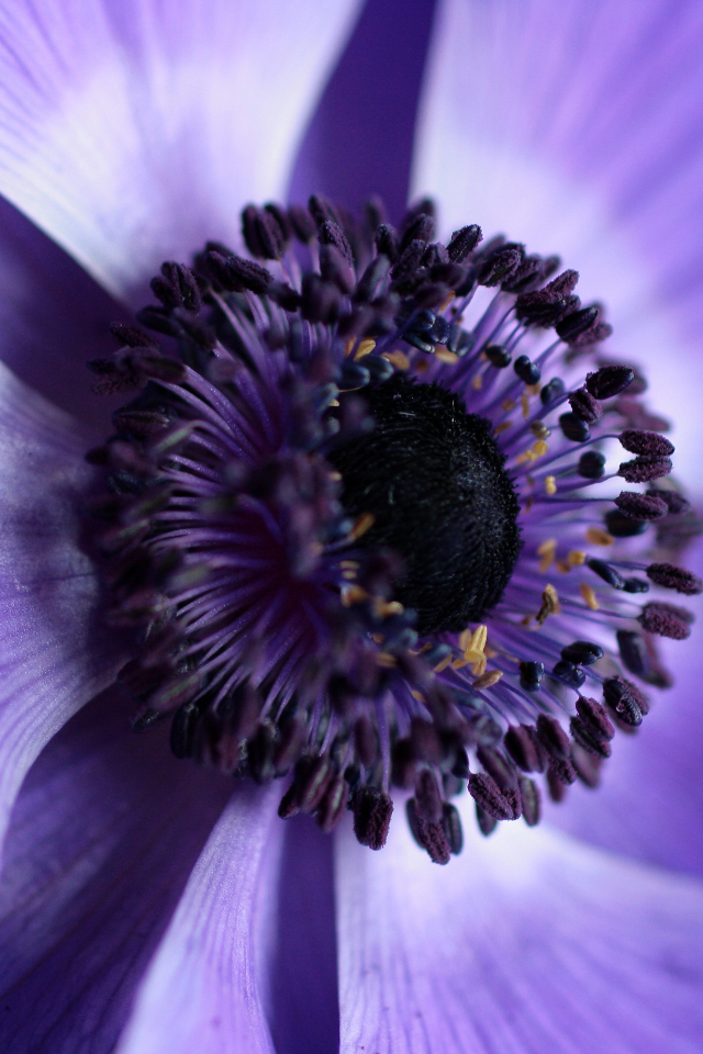 Середина фиолетового цветка анемоны 