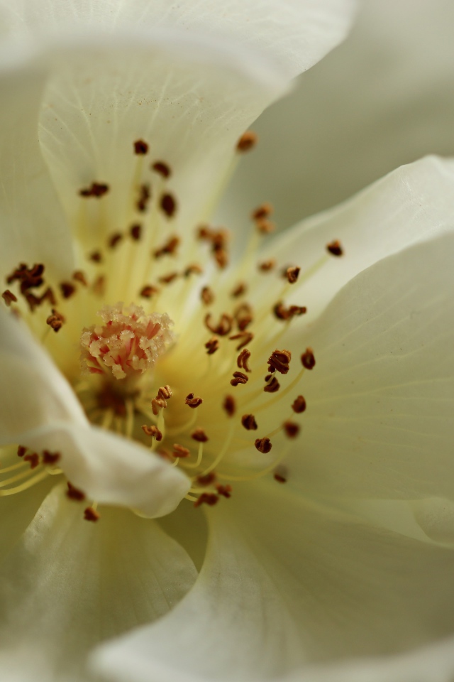 Серединка белого цветка крупным планом 