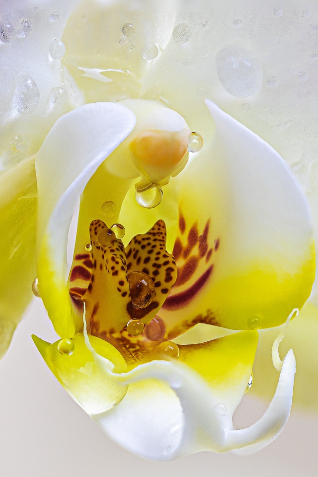 Серединка цветка орхидеи в воде крупным планом